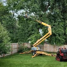 Tara Hills, CA Tree Services Company